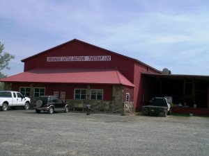 Arkansas Cattle Auction