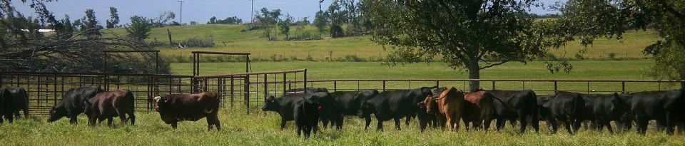 pre-vac cattle sales arkansas